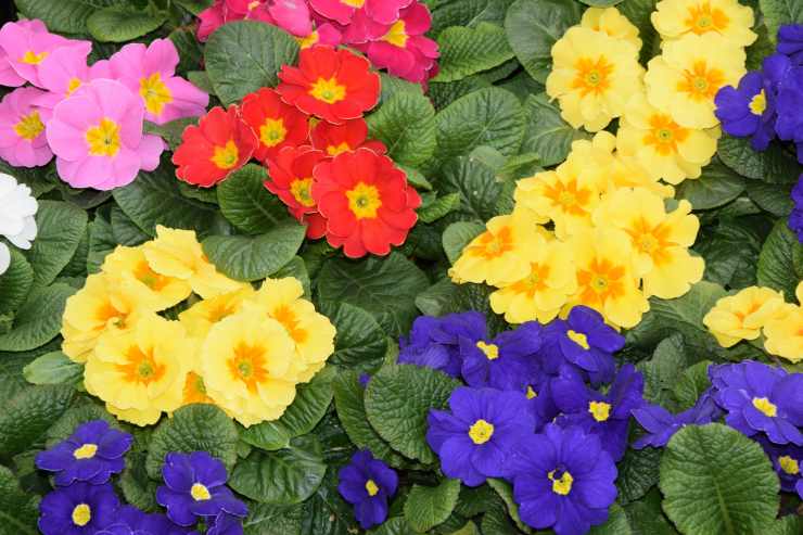 primula colorata
