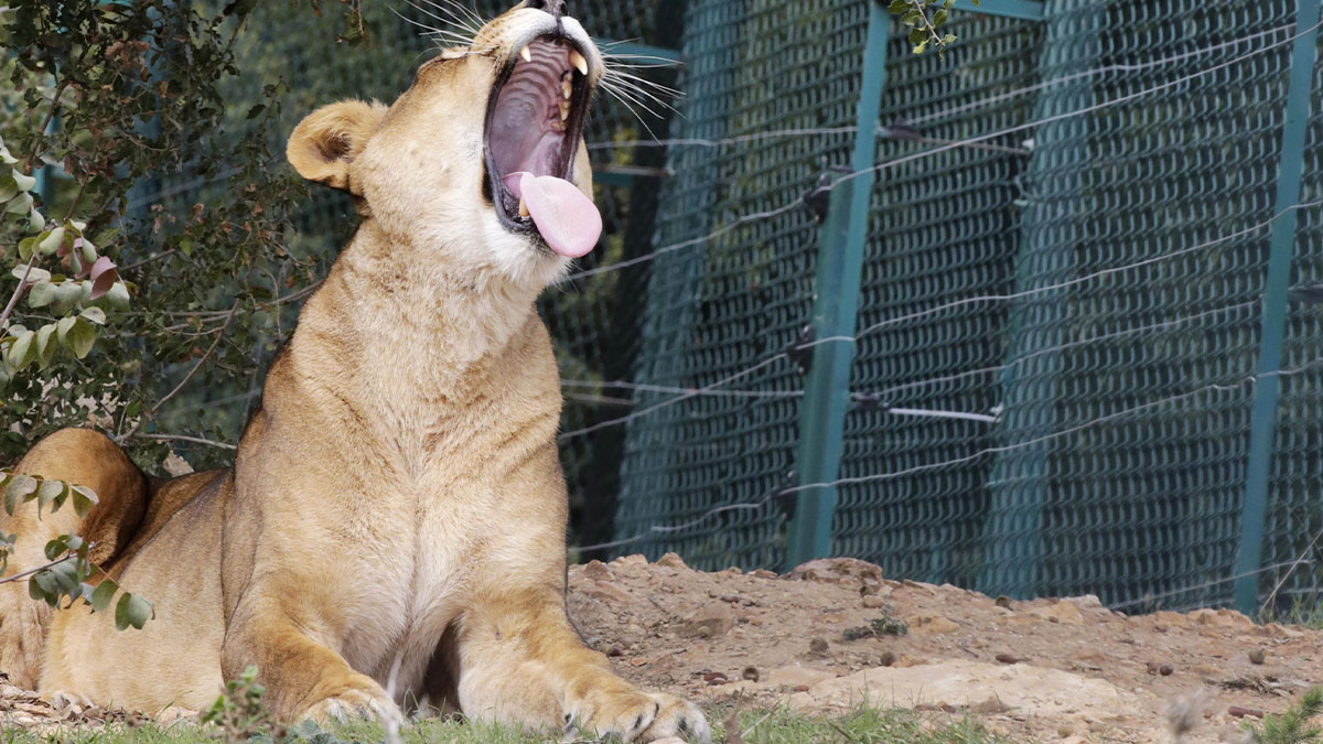 Maltrattamenti allo zoo: artigli rimossi a una leonessa perché i visitatori possano giocarci