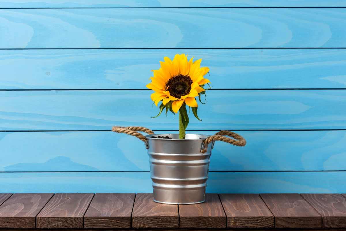 girasole in vaso posizionato a terra