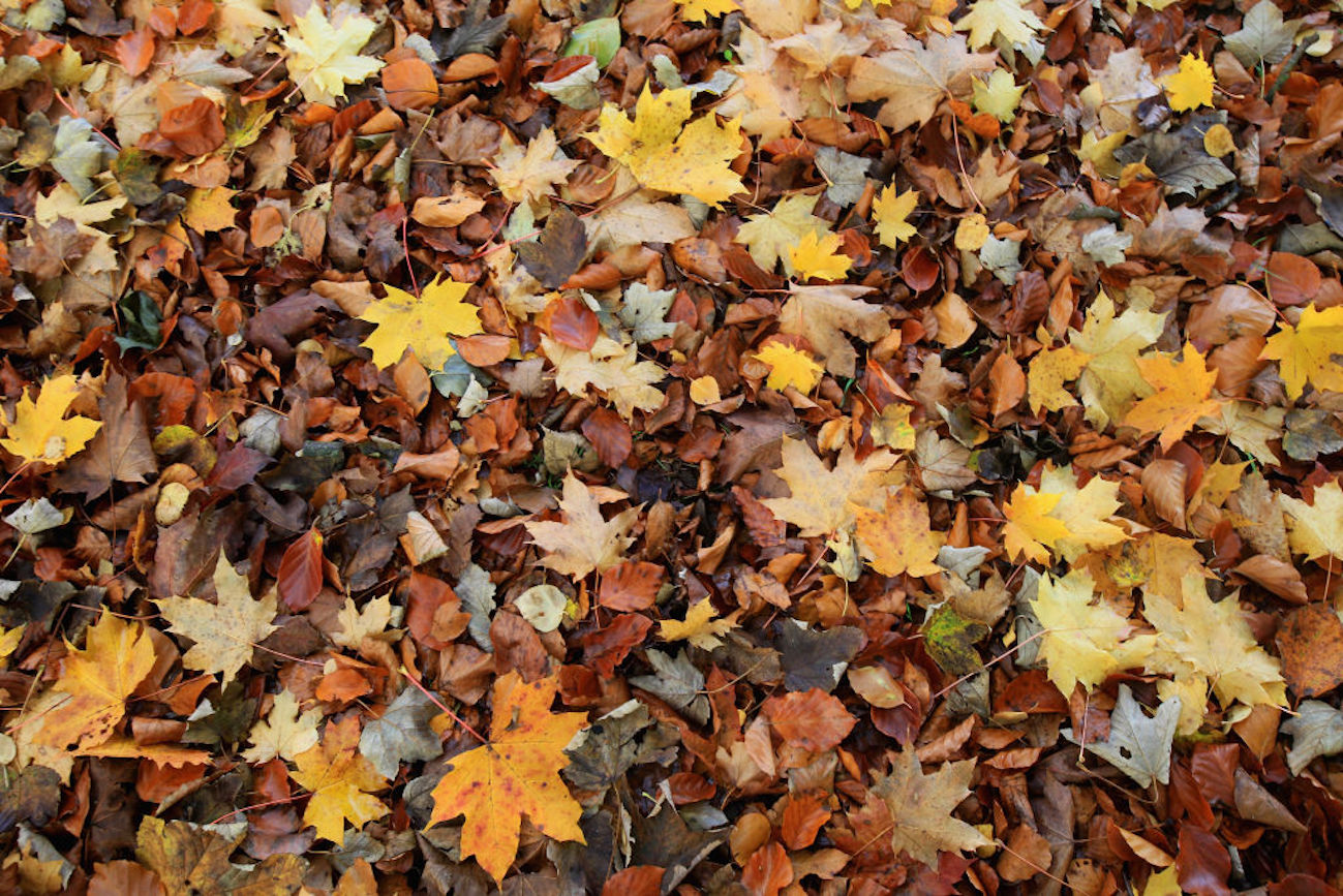 Foglie in autunno