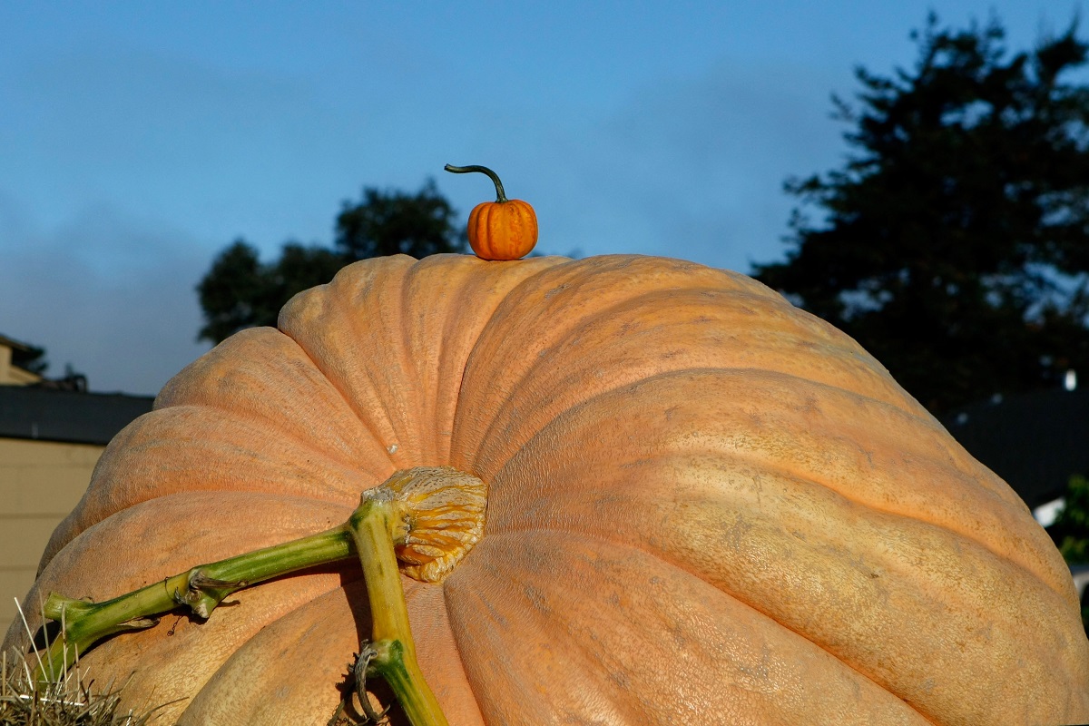 Per lo skincare d’autunno ci vuole la zucca