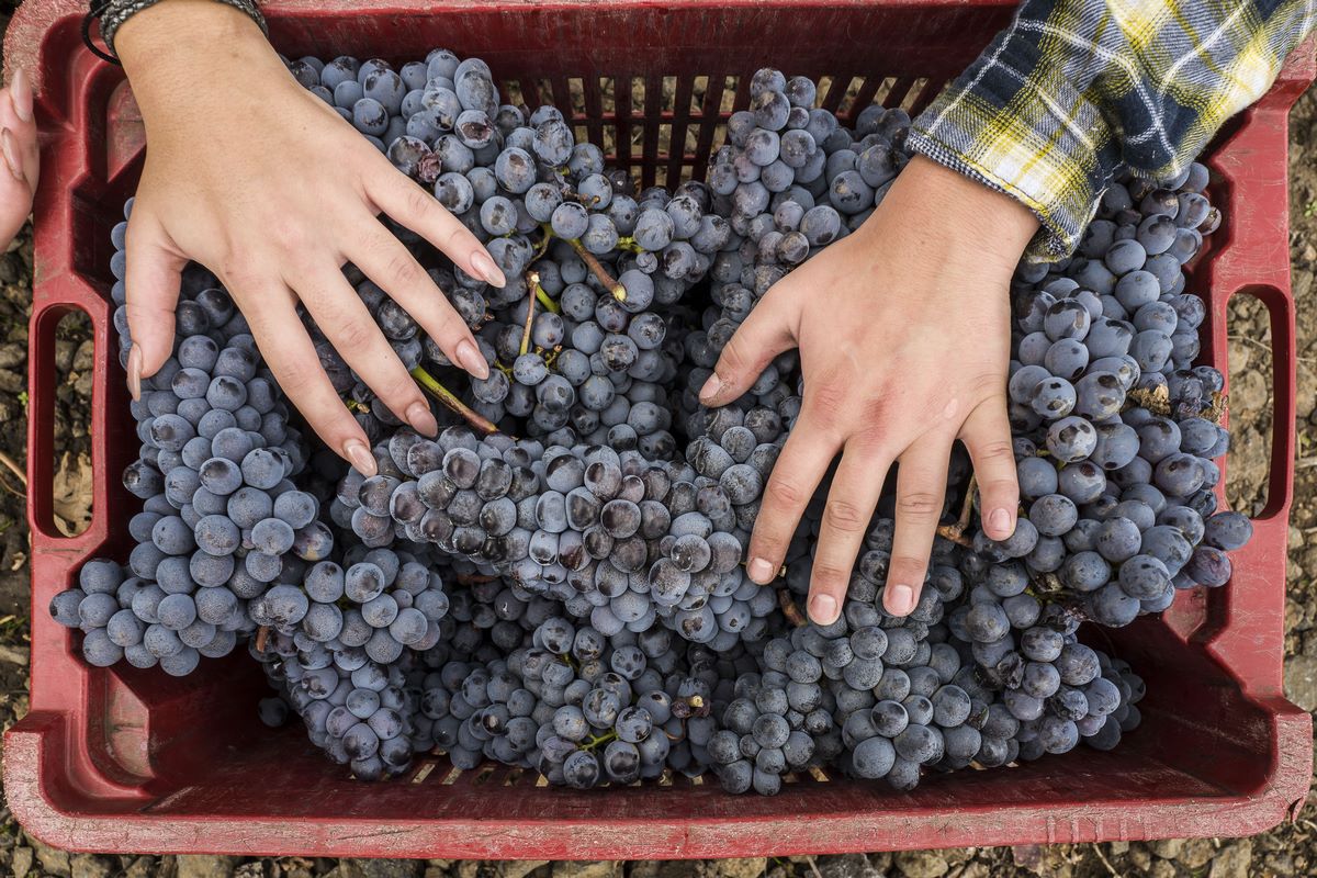 Ampeloterapia o dieta dell’uva: l’antico rimedio che aiuta a eliminare le tossine