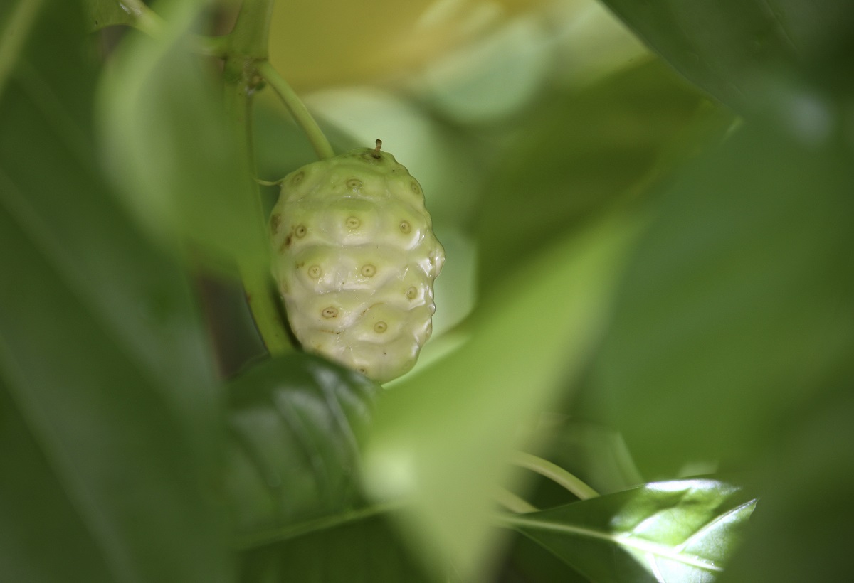 Succo di noni, il rimedio dal Pacifico per una pelle giovane e luminosa