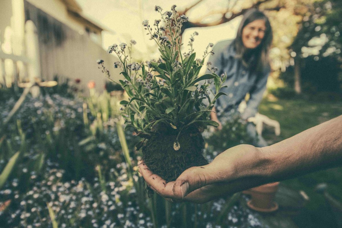 piante e giardinaggio