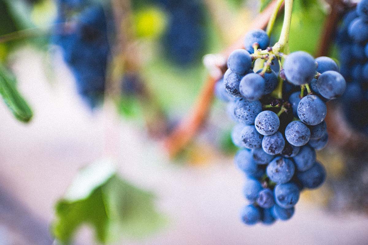 Davvero possiamo perdere peso con la buccia dell’uva? Sì, grazie al Resveratrolo