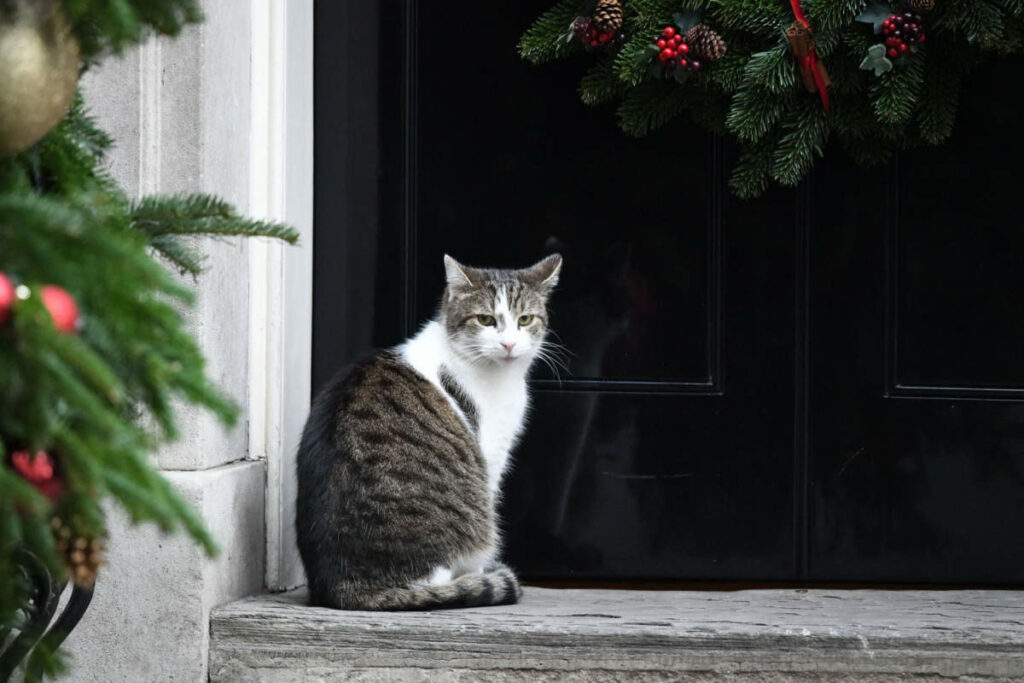 Larry gatto di Downing Street