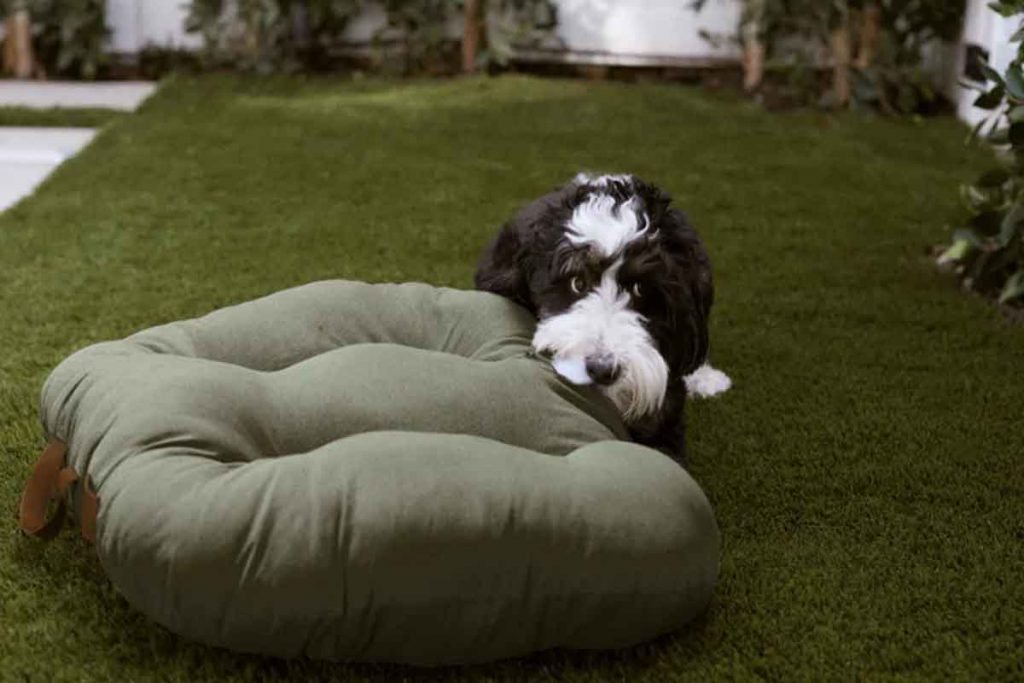 cane cuccia trapuntata