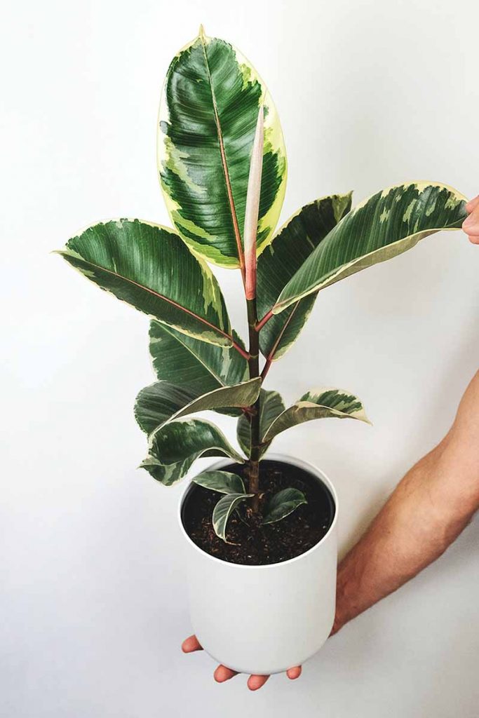 ficus elastica 