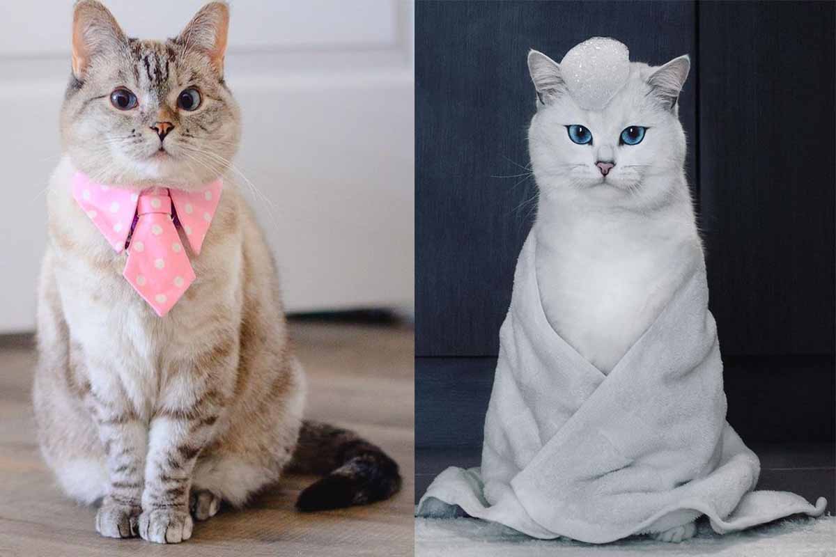 nala coby the cat