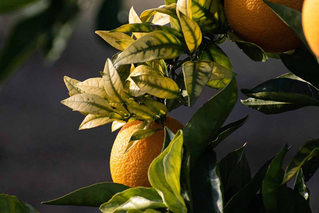 calamondino