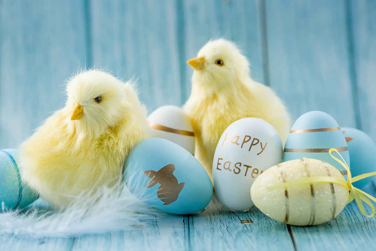 Immagine per gli auguri di Pasqua con dei pulcini su sfondo celeste