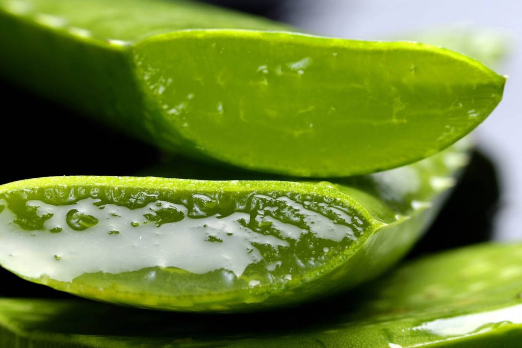 Foglie di aloe vera tagliate