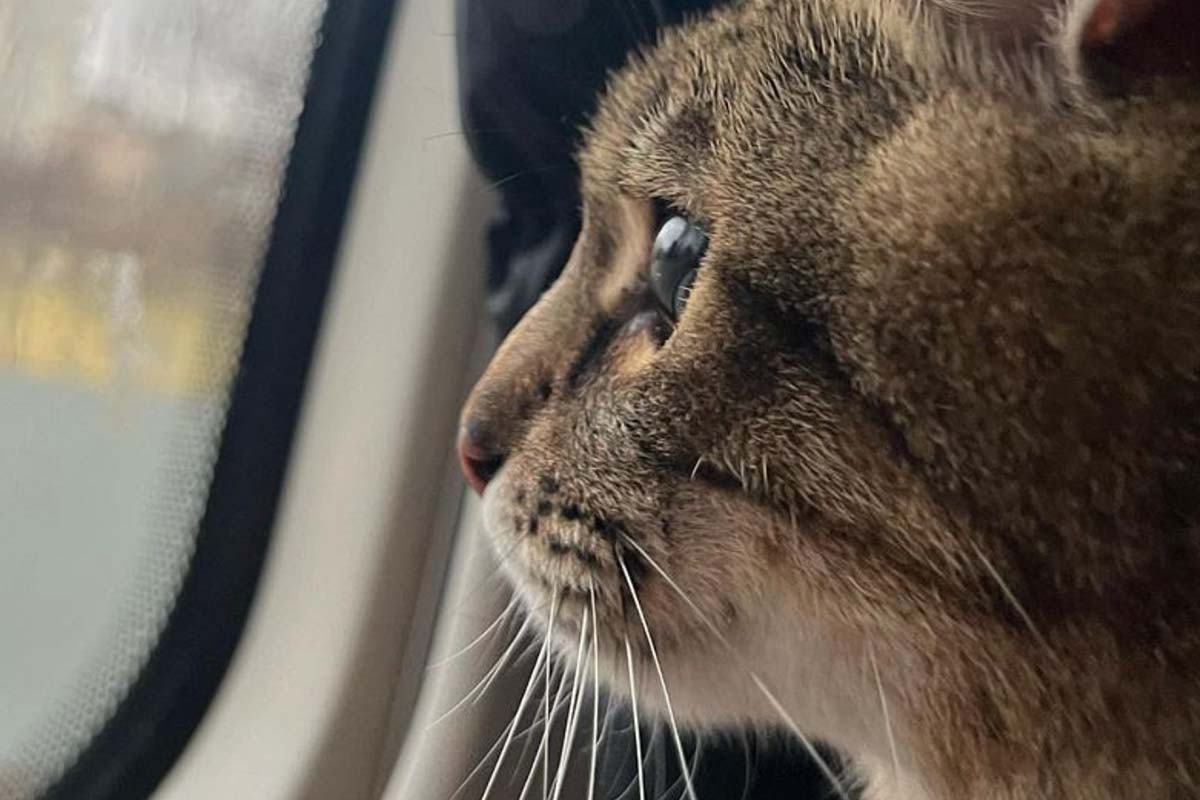 La storia del gatto Stepan, in fuga dalla guerra ucraina sognando la pace