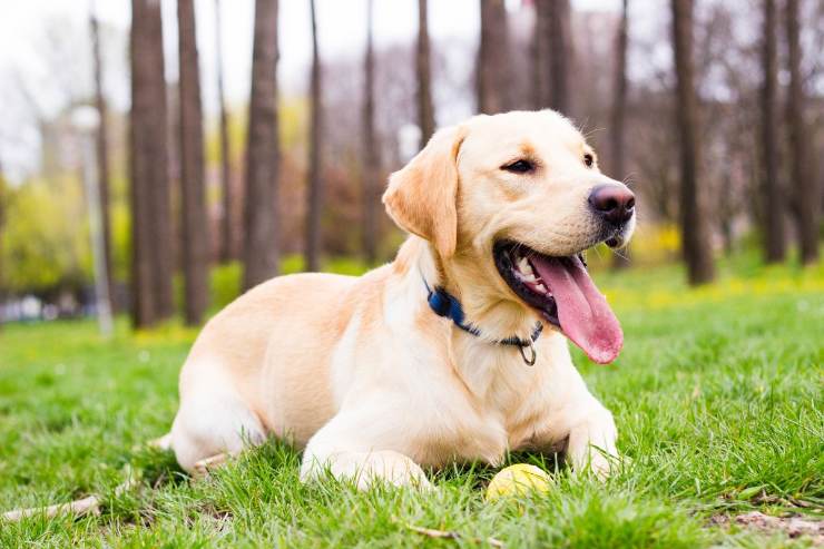 labrador