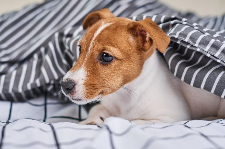 jack russel