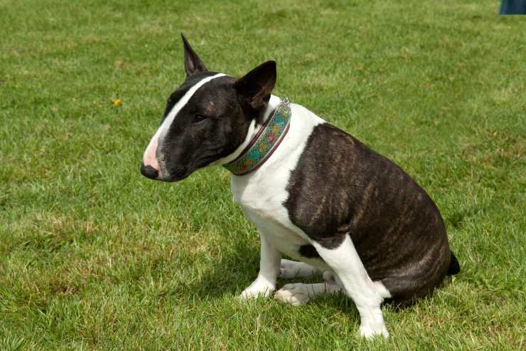 bullterrier