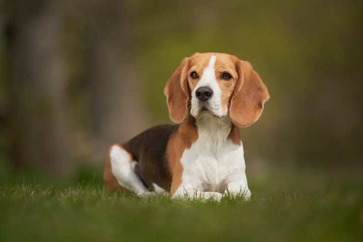 beagle