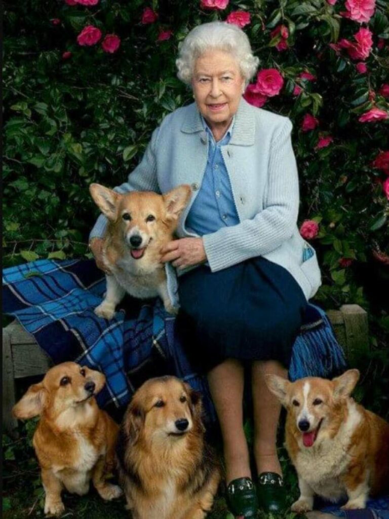 La regina Elisabetta seduta con i suoi cani corgi