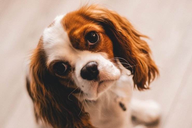 cavalier king