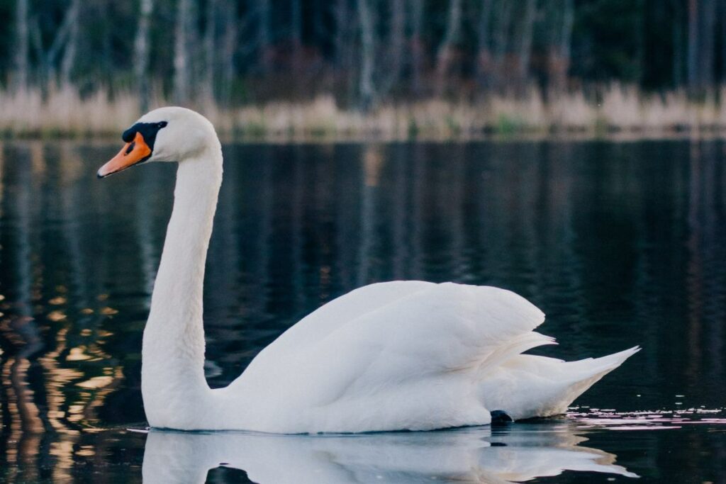 Cigno bianco in acqua