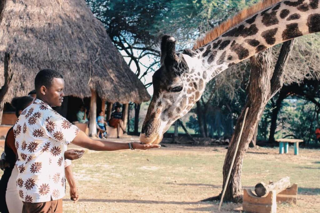 ragazzo di colore che dà da mangiare dalla sua mano ad una giraffa, in un villaggio africano