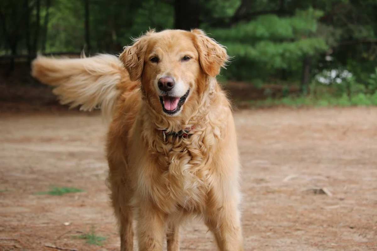 Perché il cane scodinzola? Attenzione, non lo fa solo per gioia
