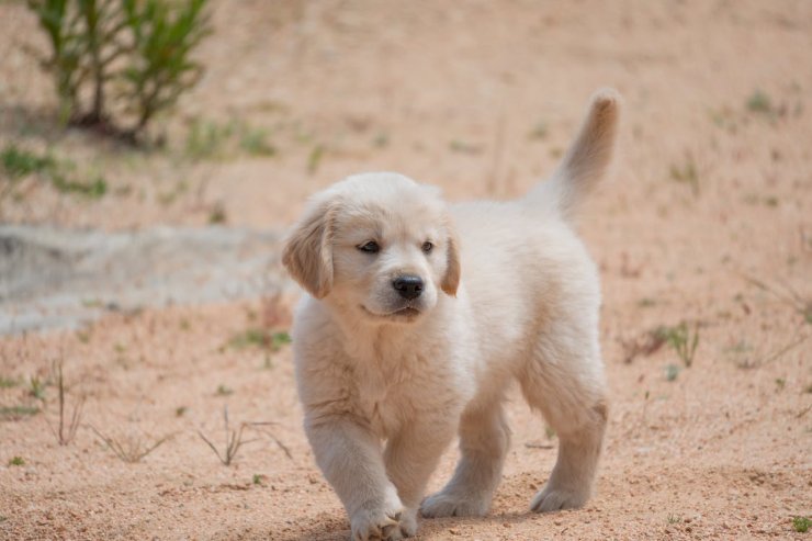 Motivi per cui il cane scodinzola