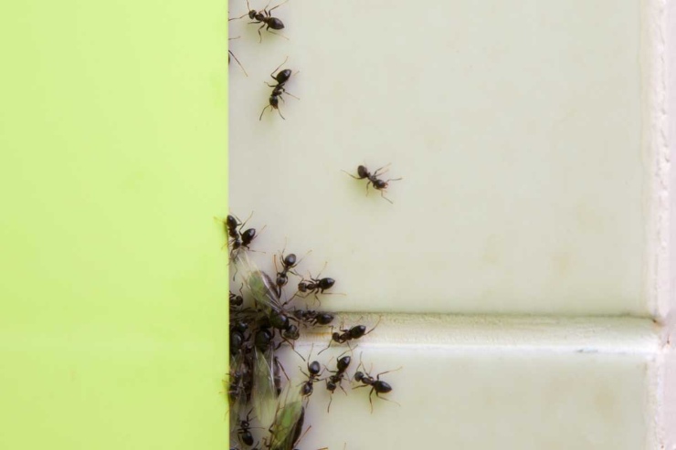 I rimedi fai da te per eliminare le formiche in casa