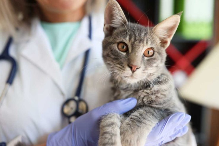 Cosa indica la perdita di appetito nel gatto
