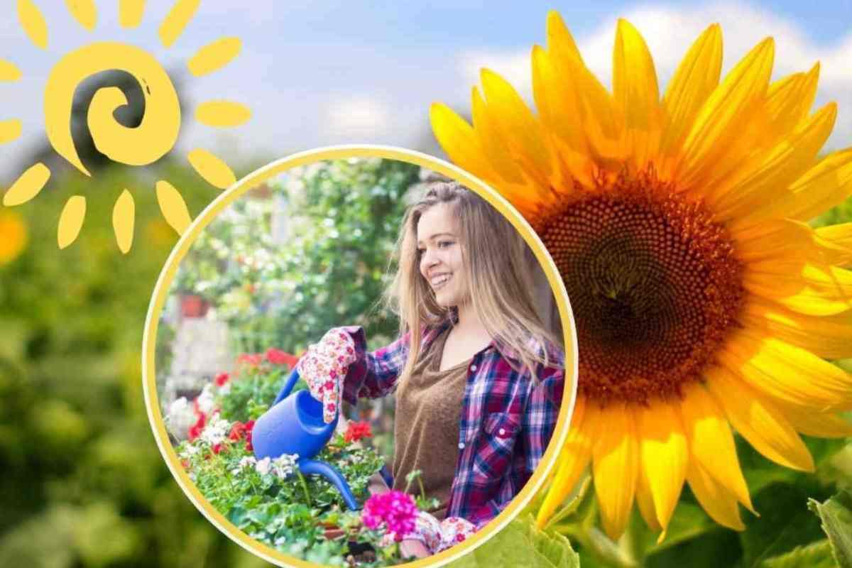 Inizia il caldo: 10 piante da mettere in balcone o giardino resistenti al sole