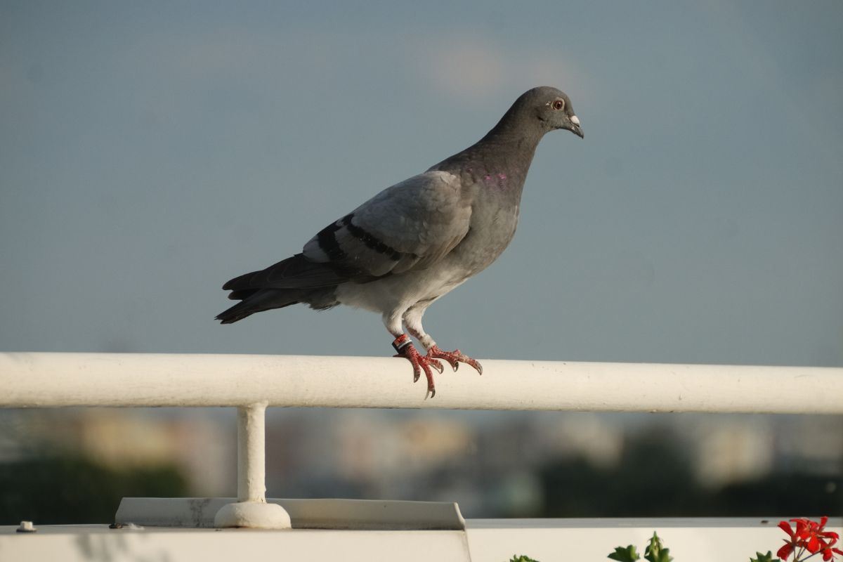 Piccioni sul balcone: il rimedio della nonna per allontanarli