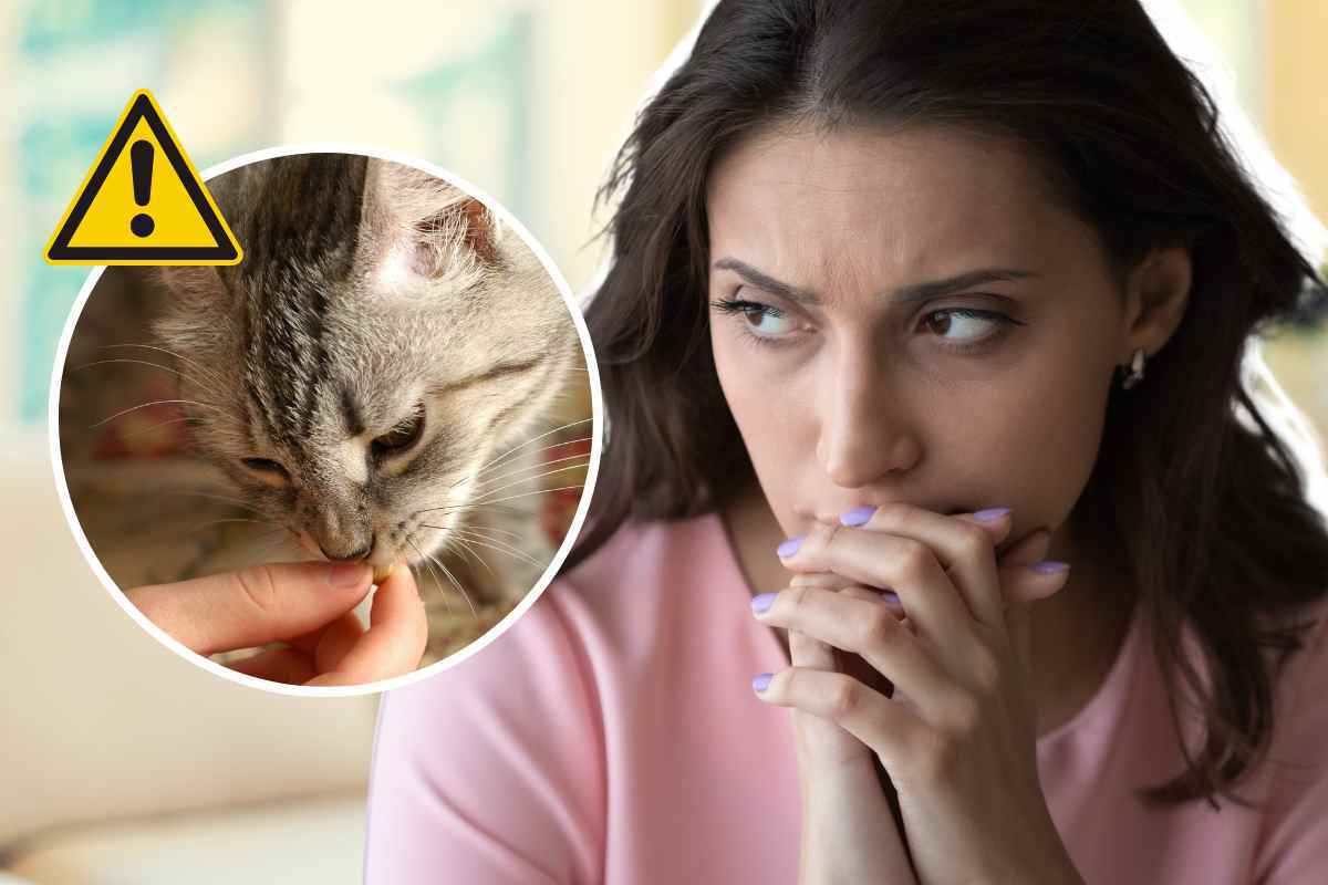 Il gatto non ha più appetito: quando allarmarsi? Un segnale che può nascondere anche gravi patologie