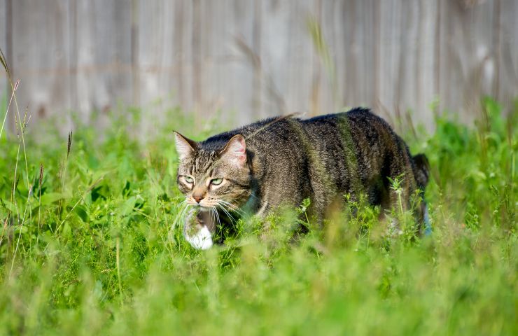 Perché i gatti odiano le porte chiuse