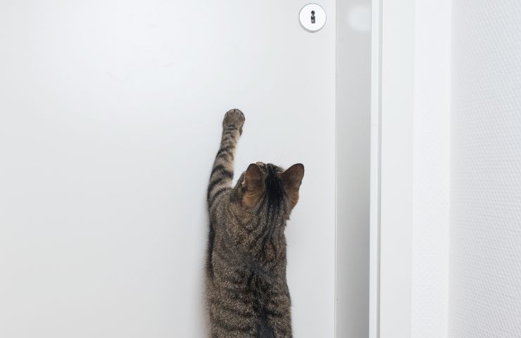 Perché  i gatti odiano le porte chiuse