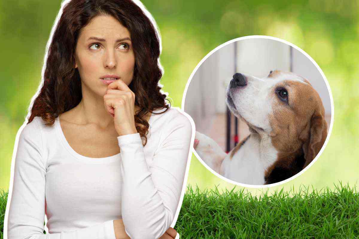 Perché il cane trema? Non dipende dalla sua età: quali sono i casi in cui è necessario allarmarsi