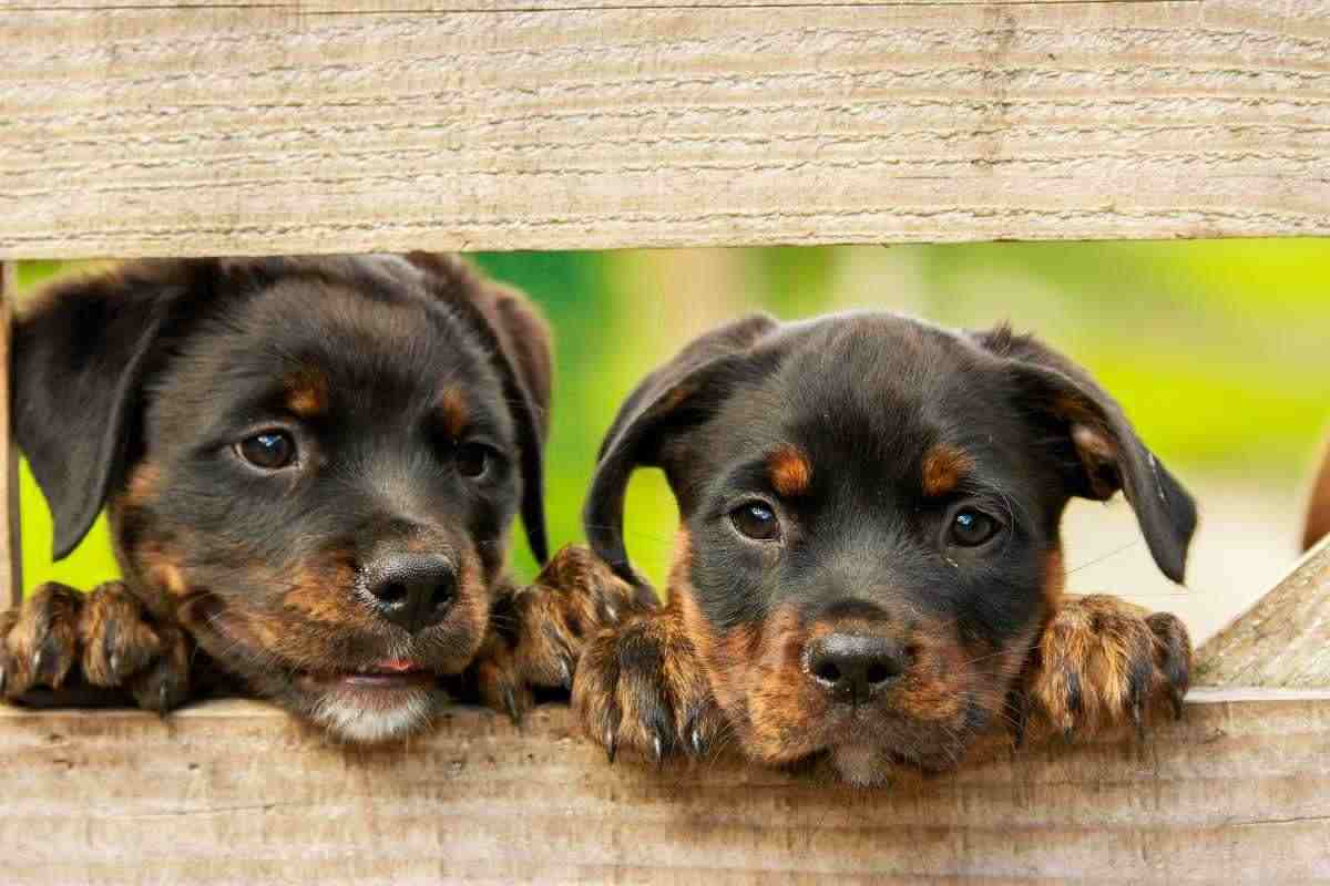 Quale nome scegliere per il cucciolo in arrivo? Lista nomi pet 2023