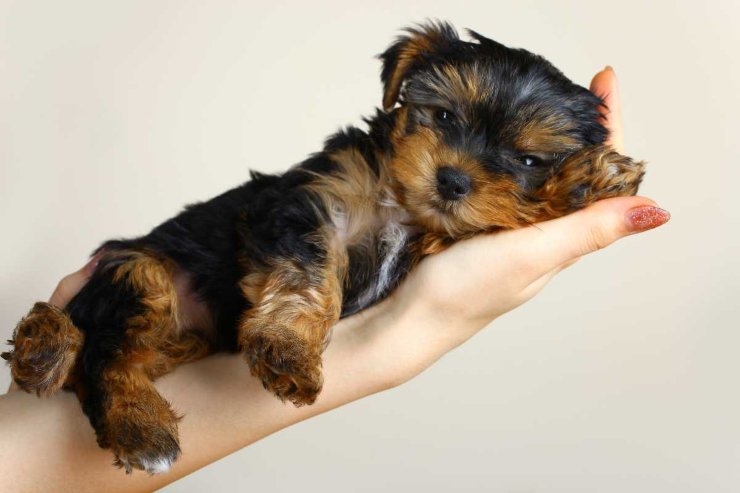 Lista dei nomi per cuccioli
