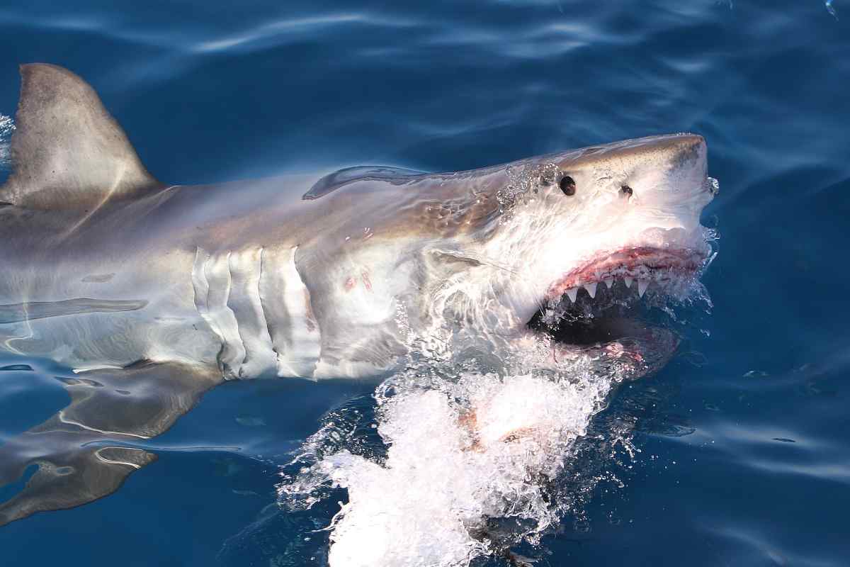 Cosa fare in un incontro ravvicinato con uno squalo? I consigli per non correre pericoli