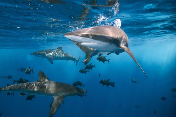 Incontro ravvicinato con uno squalo: è importante mantenere la calma