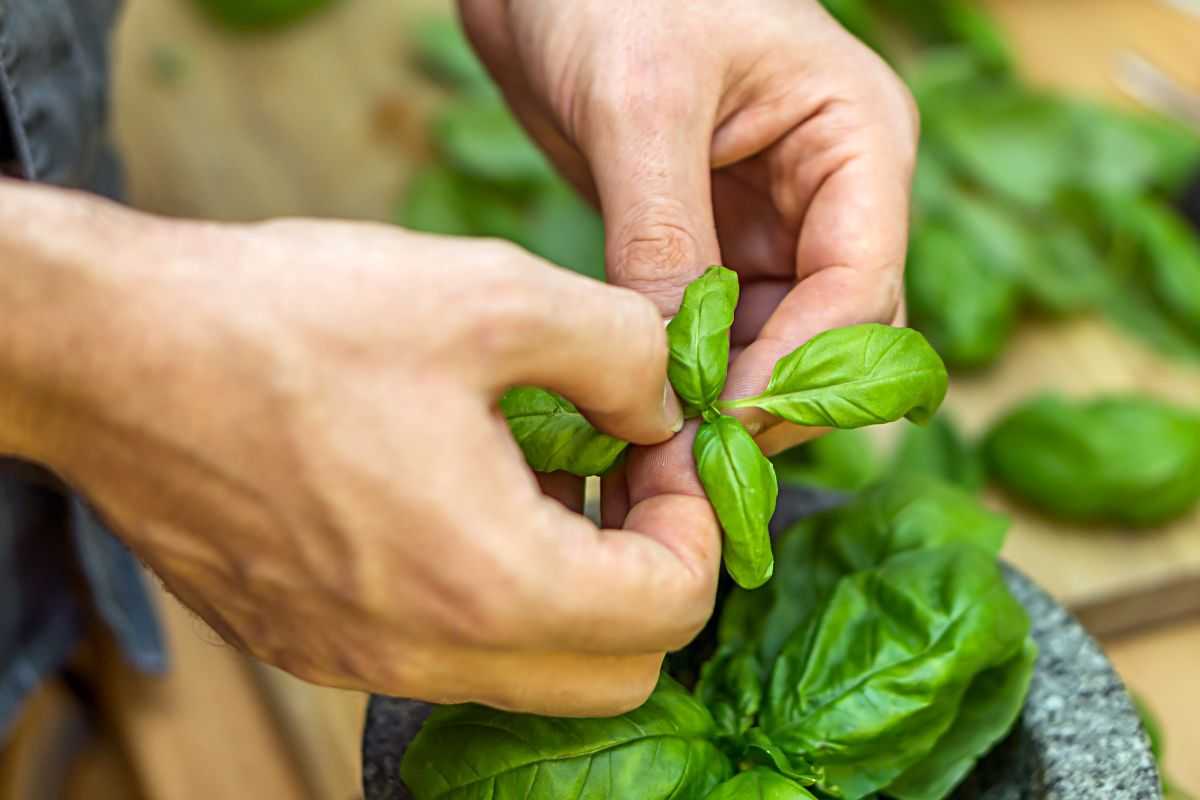 Come raccogliere il basilico senza rovinarlo: così crescerà più forte