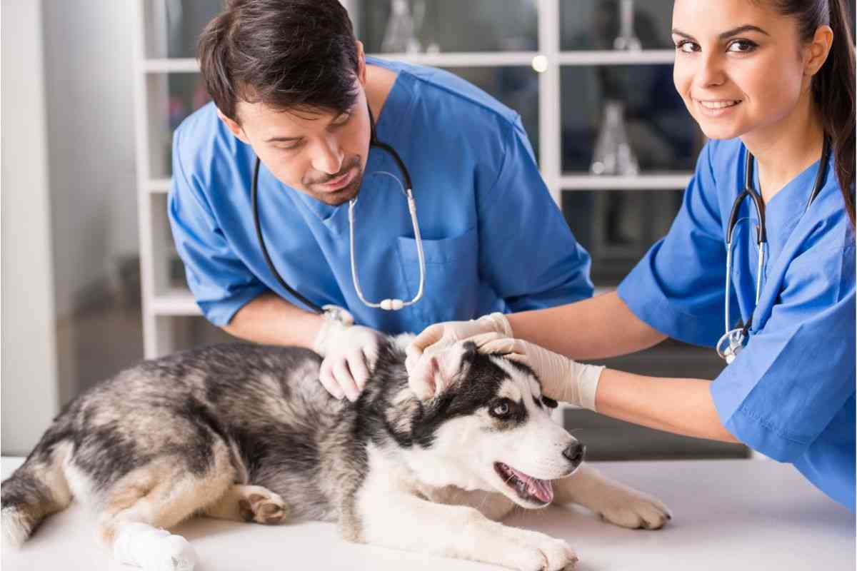 come accedere al veterinario gratuito