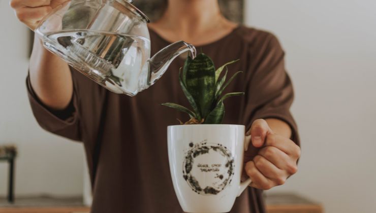 come preparare le piante in taza