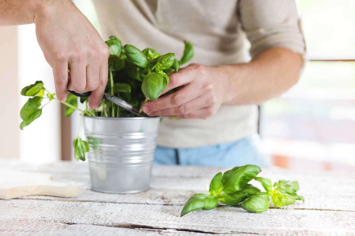 Tutto sulle macchie sulle foglie di basilico
