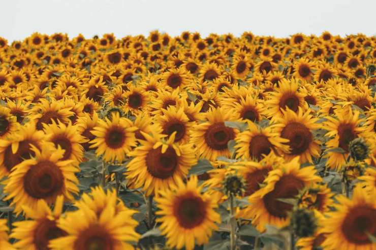 Campi di girasoli: dove sono in Italia?