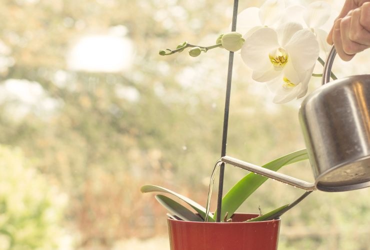 Trucco per orchidee in salute