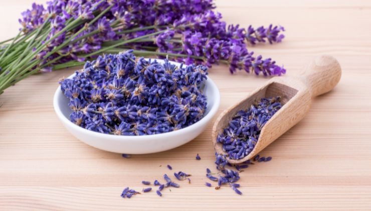 Lavanda terrazzo coltivazione segreti