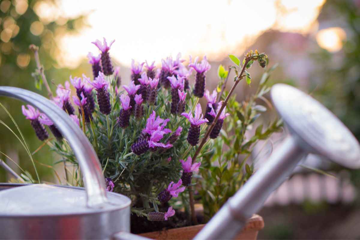 Lavanda, preziosa alleata di benessere: come coltivarla a casa, per un balcone profumatissimo