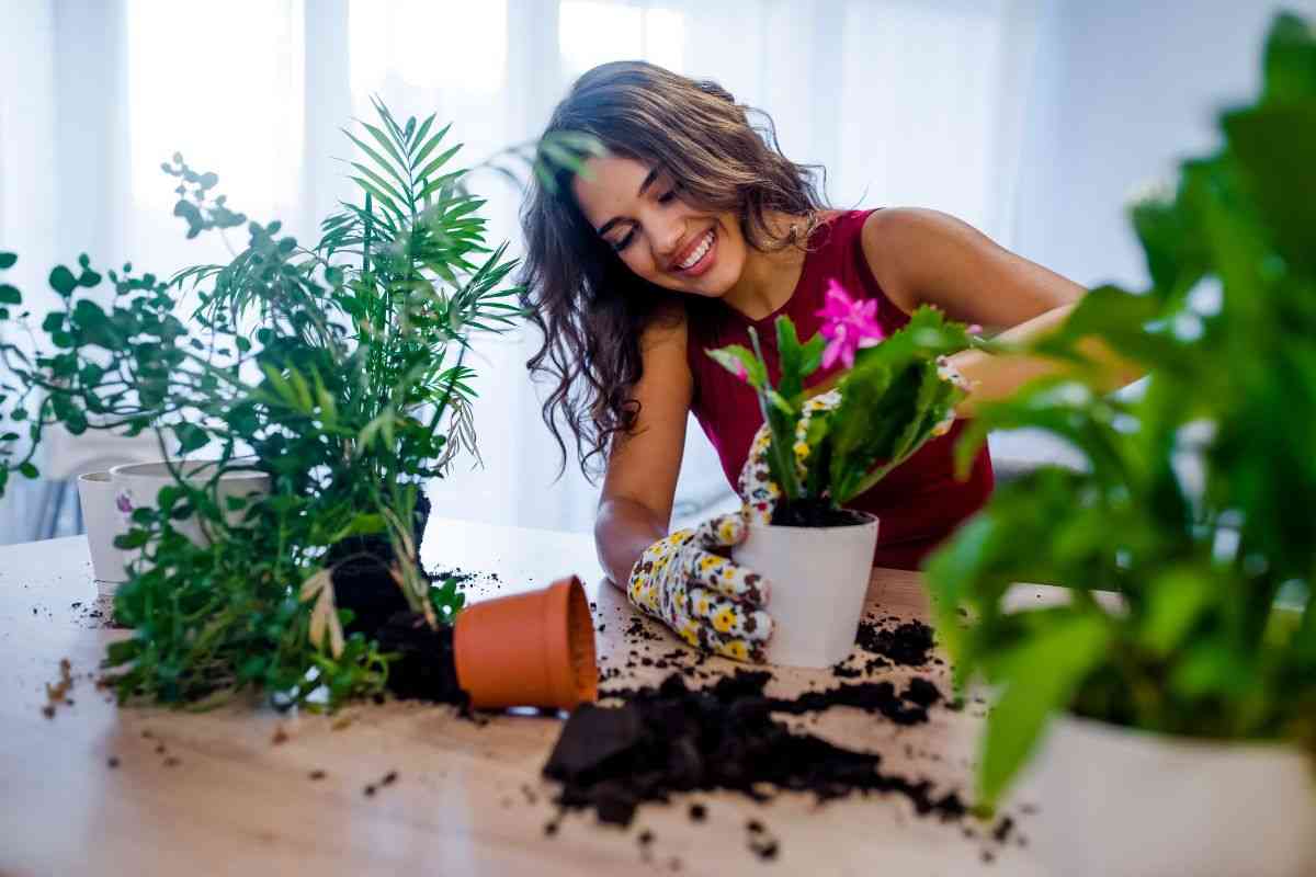 Tre piante da interno che hanno un effetto rilassante: anti stress naturale da tenere in casa