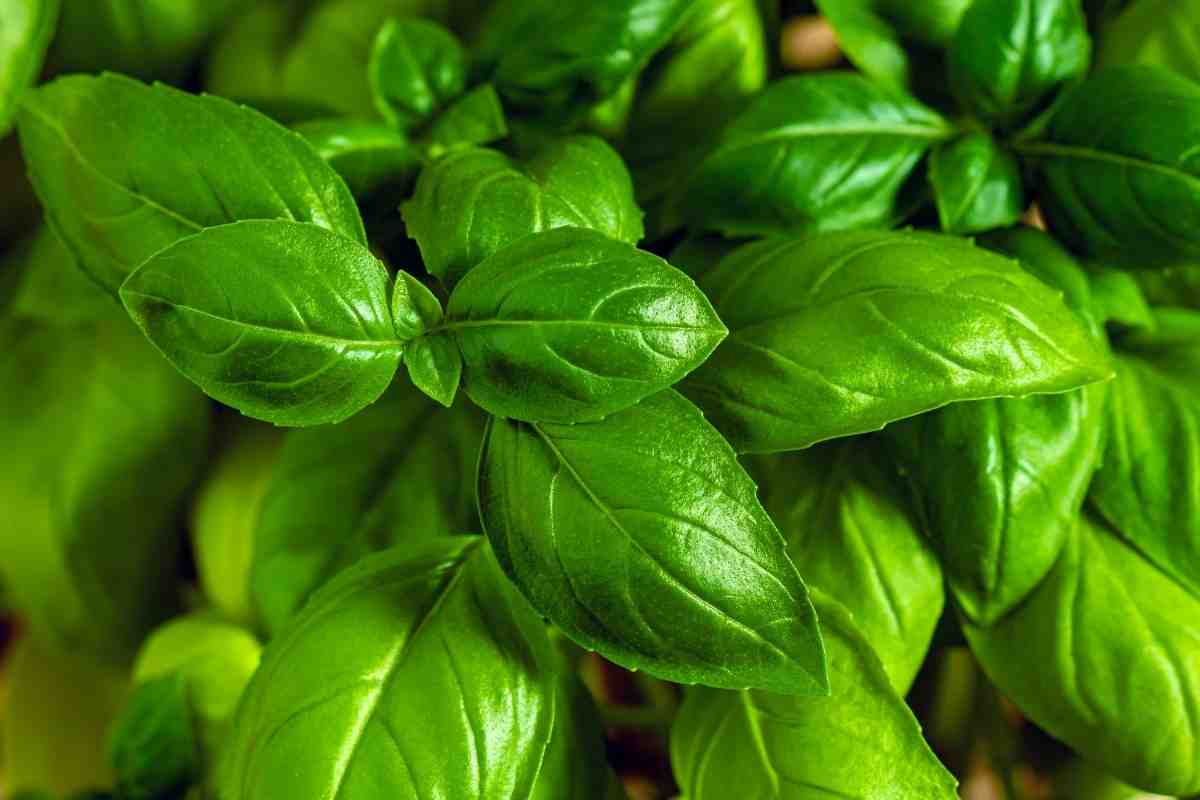Le malattie che colpiscono il basilico