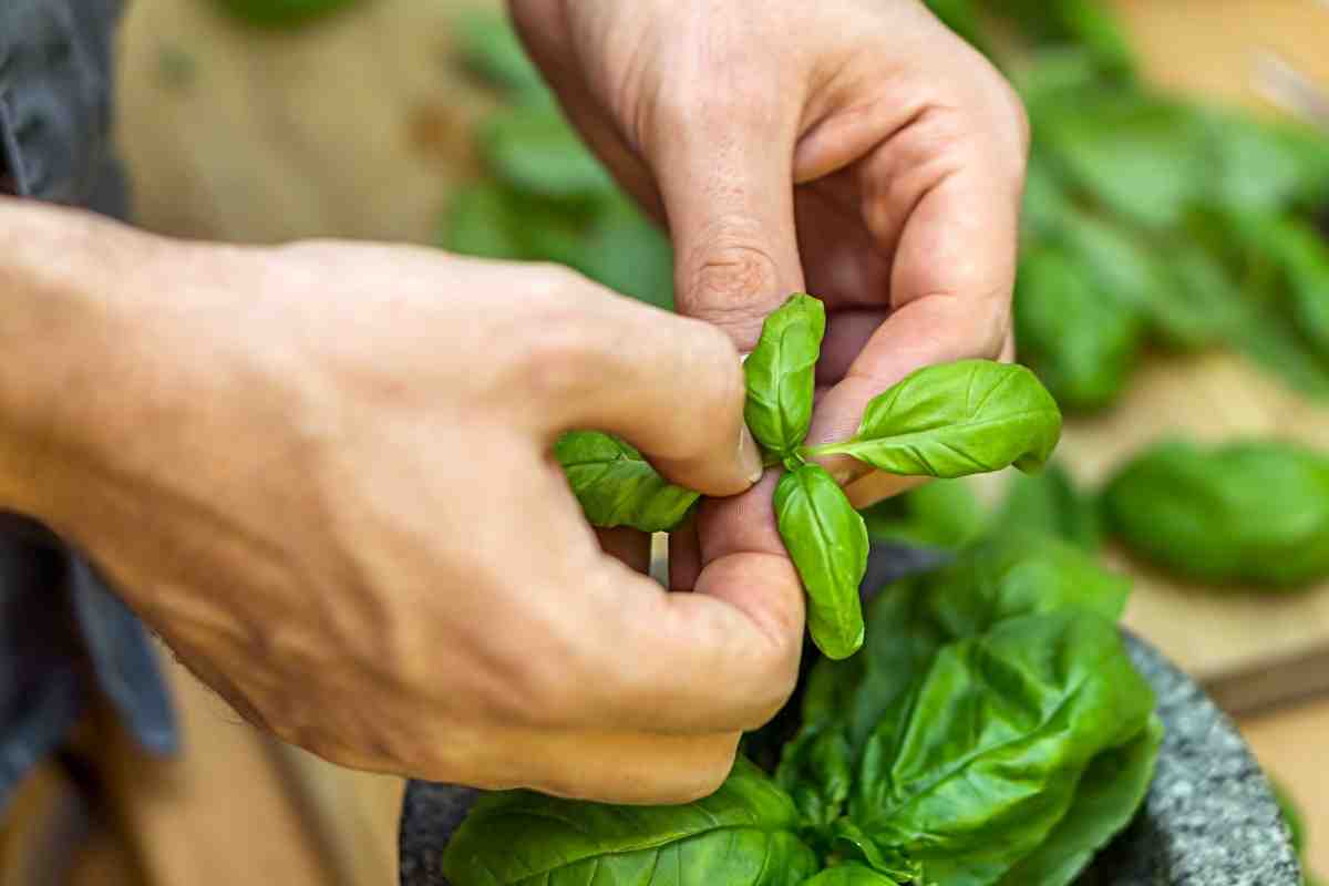 Bianche, nere o gialle: perché si formano le macchie sulla pianta di basilico? Cosa sapere e come rimediare
